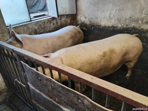 Vând porci crescuți cu uruială și porumb 15 lei kg   (Zaharia) Sânpetru    - imagine 3
