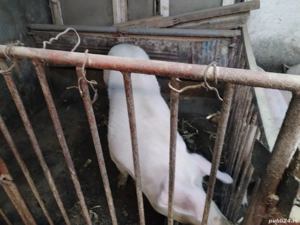 Vând porci crescuți cu uruială și porumb 15 lei kg   (Zaharia) Sânpetru   