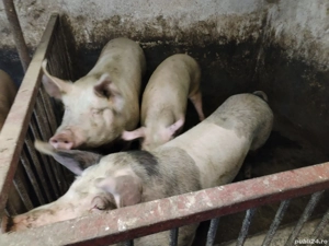 Vând porci crescuți cu uruială și porumb 15 lei kg   (Zaharia) Sânpetru    - imagine 2