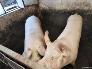 Vând porci crescuți cu uruială și porumb 15 lei kg   (Zaharia) Sânpetru    - imagine 4