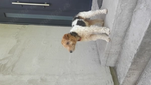 Foxterier sarmos mascul