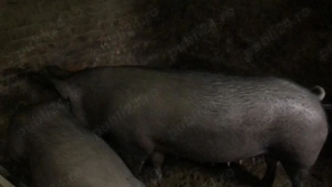 Porci de vânzare rasa Pietrain 100, 130 și 250 kg! - imagine 2