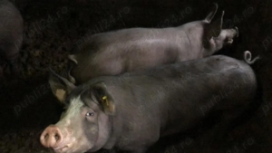 Porci de vânzare rasa Pietrain 100, 130 și 250 kg!