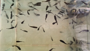 Pesti de acvariu Black Molly si puiet