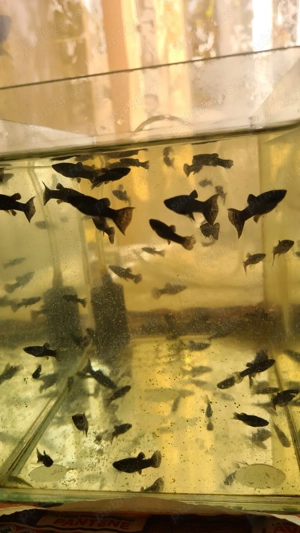 Pesti de acvariu Black Molly si puiet - imagine 3