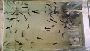 Pesti de acvariu Black Molly si puiet - imagine 4