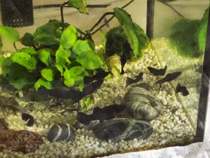 Pesti de acvariu Black Molly si puiet - imagine 2