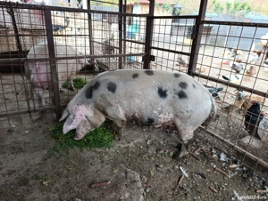 Scroafă gestantă si o purcea!