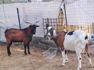 Capra anglo nubian - imagine 2