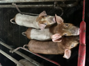 Soldani 9 săptămâni 