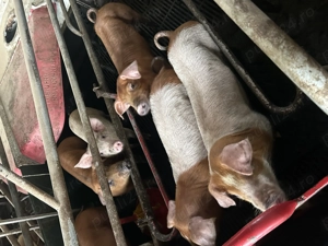 Soldani 9 săptămâni  - imagine 2