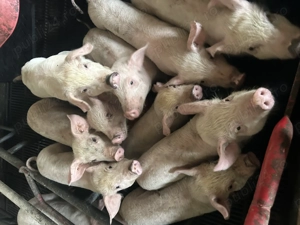 Purcei 7 săptămâni 