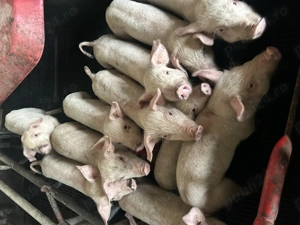 Purcei 7 săptămâni  - imagine 2