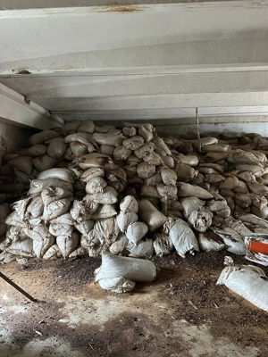 Miez de nuca,miez de nuca cu coaja - imagine 3