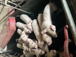 Purcei 7 săptămâni  - imagine 4