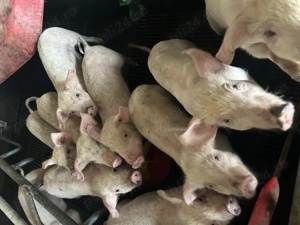 Purcei 7 săptămâni  - imagine 3