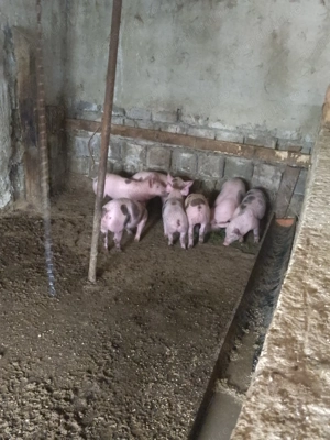 Vând purceii de 6 săptămâni  - imagine 3