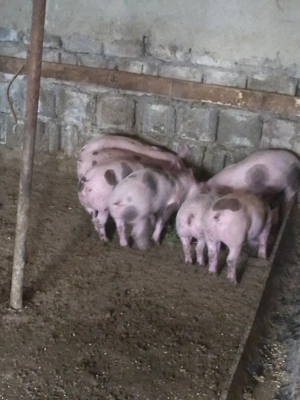 Vând purceii de 6 săptămâni  - imagine 4
