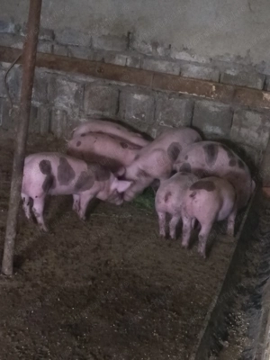 Vând purceii de 6 săptămâni  - imagine 2