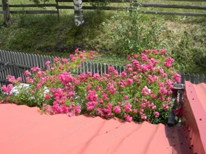 Casa de vacanta zona Zugreni - imagine 7