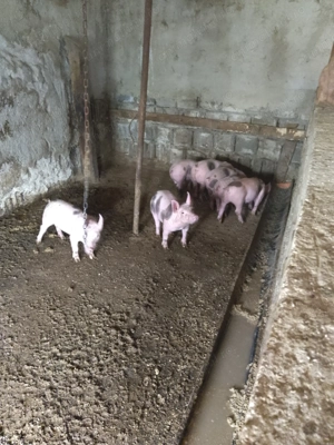 Vând purceii de 6 săptămâni  - imagine 5