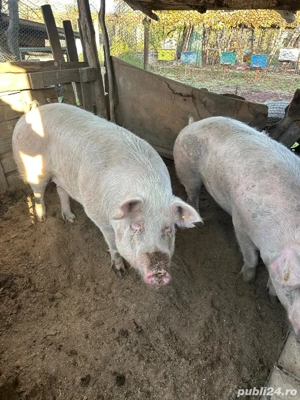 vand porci 13 lei kg - imagine 5