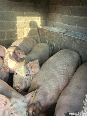 vand porci 13 lei kg - imagine 2