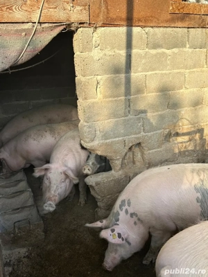 vand porci 13 lei kg - imagine 3