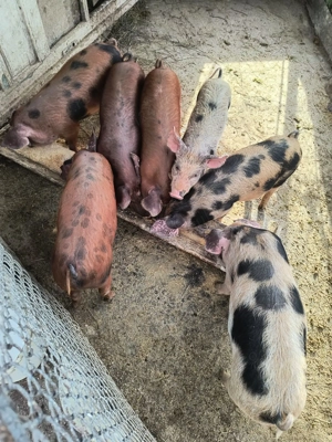 Vand 7 purcei de 10 săptămâni! loc.Bucerdea-Granoasa, jud.Alba