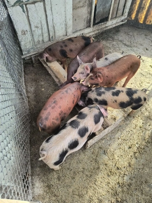 Vand 7 purcei de 9 săptămâni! loc.Bucerdea-Granoasa, jud.Alba