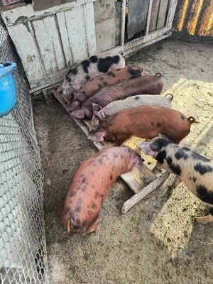 Vand 7 purcei de 9 săptămâni! loc.Bucerdea-Granoasa, jud.Alba