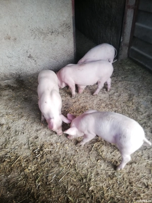 Purcei.    - imagine 3