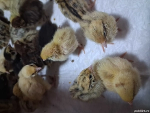 Pui de Prepeliță  - imagine 2