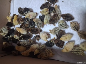 Pui de Prepeliță  - imagine 4