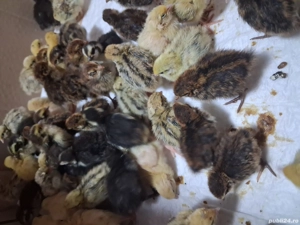 Pui de Prepeliță  - imagine 3