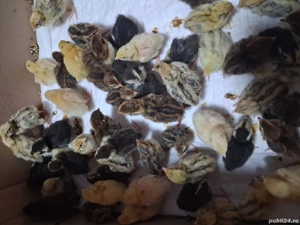 Pui de Prepeliță  - imagine 5