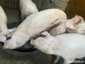porci de vanzare 