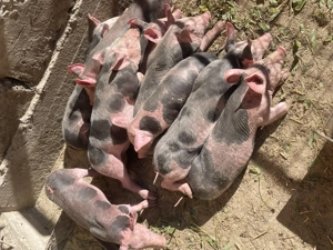 Purceluși de vânzare  - imagine 4