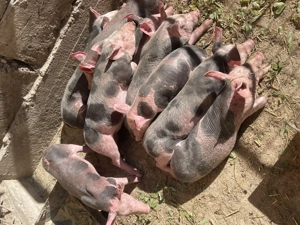 Purceluși de vânzare  - imagine 3