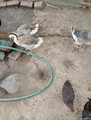 Gâște americane de vânzare 