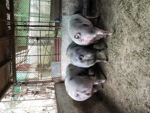 Porci de vanzare - imagine 2