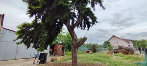 Teren intravilan de vanzare in Episcopia Bihor - imagine 2