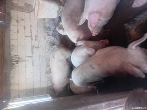 porcii de vanzare  - imagine 3