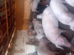 porcii de vanzare  - imagine 4