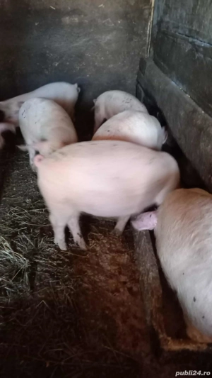 Purcei de vanzare Poiana Cristei 