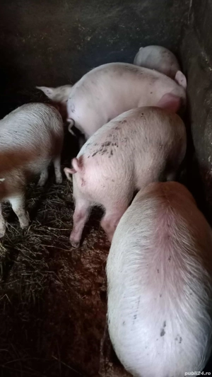 Purcei de vanzare Poiana Cristei Vrancea  - imagine 2