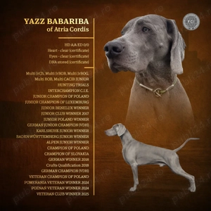Vand pui weimaraner - imagine 2