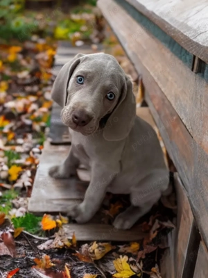 Vand pui weimaraner - imagine 4