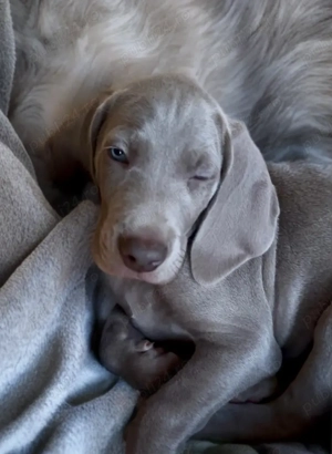Vand pui weimaraner - imagine 5