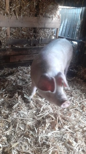 Porci  de  vanzare  - imagine 2